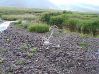 Caribou antlers